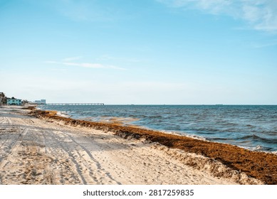 A long, continuous line of thick brown sargassum seaweed covers the flat, white sandy beach near a long, straight pier stretching into the blue ocean. The thick brown marine algae pile lies right on the coastline sand, far away from the distant city buildings and port ships.