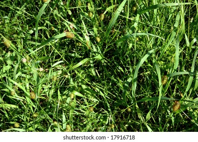 Long Crab Grass Texture.