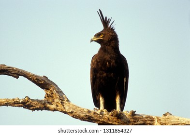 Long Crested Eagle