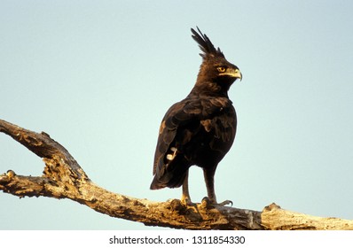 Long Crested Eagle