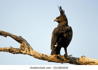 Long Crested Eagle