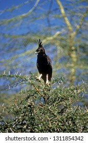 Long Crested Eagle