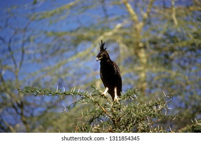 Long Crested Eagle