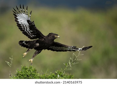 A Long Crested Eagle In Africa 