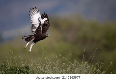 A Long Crested Eagle In Africa 