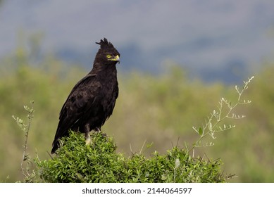 A Long Crested Eagle In Africa 