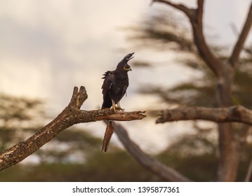 Long crested eagle long-crested bird of prey Lophaetus occipitalis perched on branch evening blurred background gold eye claw feet Masai Mara Kenya East Africa