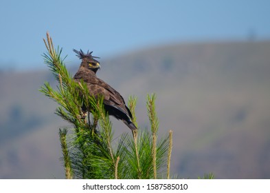 Long Crested Eagle On A Pine Tree