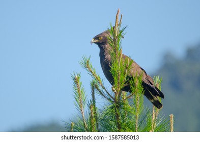 Long Crested Eagle On A Pine Tree