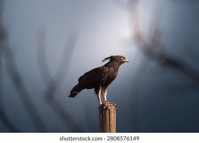 Long Crested Eagle perched on a wooden pole eating a rodent