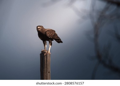 Long Crested Eagle perched on a wooden pole eating a rodent
