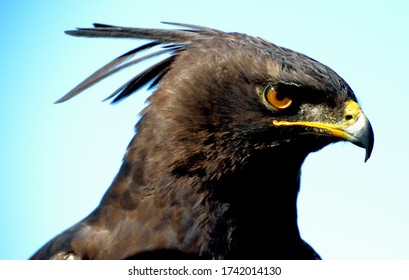 Long Crested Eagle. Photo Was Taken In South Africa.  Kwazulu Natal Midlands. 