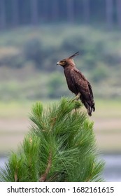 Long Crested Eagle South Africa