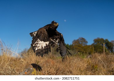 Long Crested Eagle Taking Flight