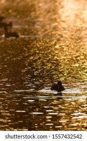 Long Distance Duck Swimming Down Stream With Beautiful Autumn Orange Glowing Light Reflecting Off The Water