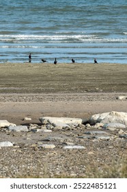 Long distant shot migratory birds standing at shore of beach, atlantic ocean, las grutas town, rio negro province, argentina 