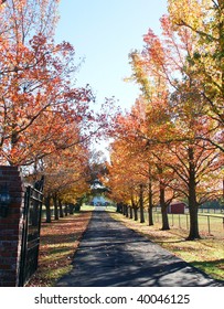 Long Driveway With Fall Trees