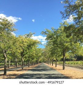 Long Driveway Shaded By Trees 