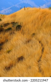 Long Dry Brown Grass On Hillside Hill Side With Trail And Mountains