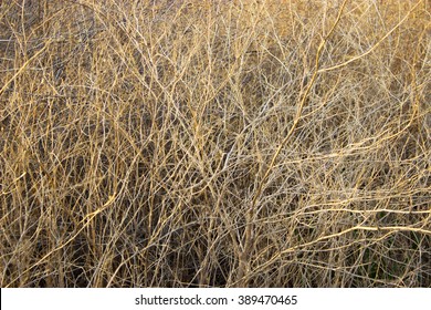 Long Dry Grass As Background