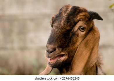 Long Ear Domestic Goat Face