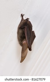 Long eared bat