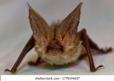 Long eared Bat (Plecotus auritus) Adult in care at wildlife rescue centre.