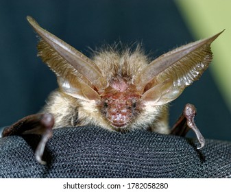 Long Eared Bat (Plecotus auritus) Adult in care at wildlife rescue.