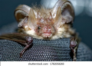 Long Eared Bat (Plecotus auritus) Adult in care at wildlife rescue.