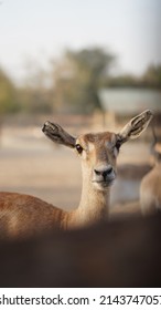 long eared deer close up