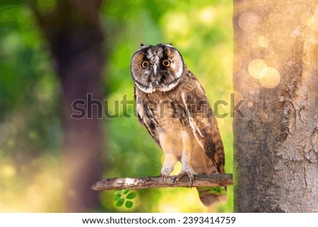 Long eared forest owl watches the surroundings with curiosity. Colorful nature background. Bird: Long eared Owl (Asio otus).