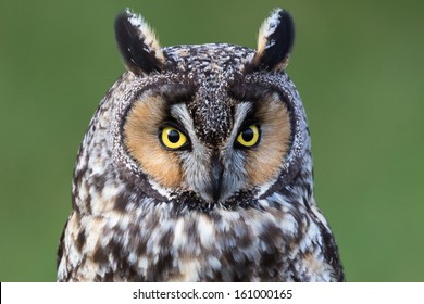 Long Eared Owl