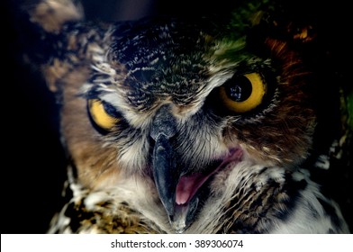 Long Eared Owl