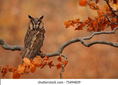 Long Eared Owl