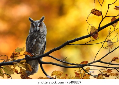 Long Eared Owl