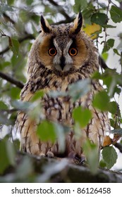 Long Eared Owl