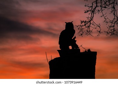 A Long Eared Owl Against A Dramatic Sunset Sky. UK England.