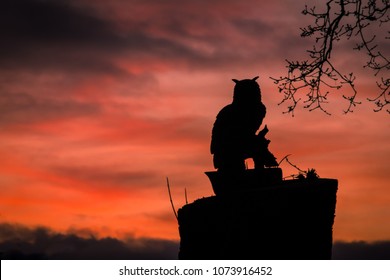 A Long Eared Owl Against A Dramatic Sunset Sky. UK England.