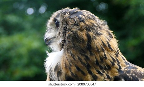 Long Eared Owl Sitting On A Fence In The Woods In UK