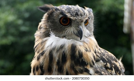 Long Eared Owl Sitting On A Fence In The Woods In UK