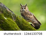 Long eared owl, strix otus, taken in the countryside in mid Wales, Great Britain, UK