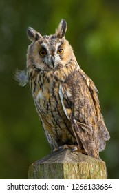 Long Eared Owl, Strix Otus, Taken In The Countryside In Mid Wales, Great Britain, UK