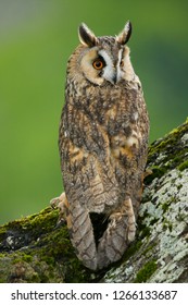 Long Eared Owl, Strix Otus, Taken In The Countryside In Mid Wales, Great Britain, UK