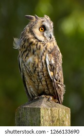 Long Eared Owl, Strix Otus, Taken In The Countryside In Mid Wales, Great Britain, UK