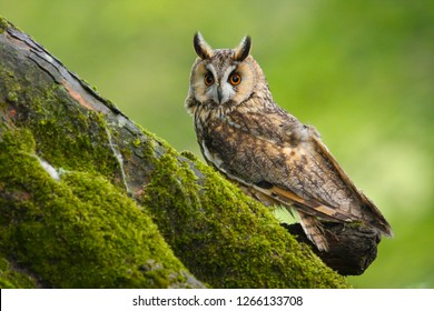 Long Eared Owl, Strix Otus, Taken In The Countryside In Mid Wales, Great Britain, UK