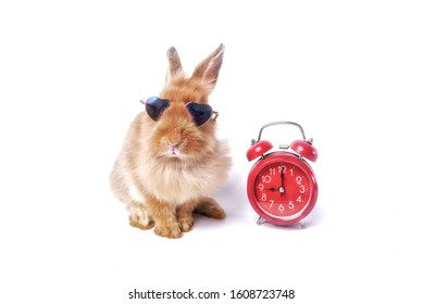 A long ears brown bunny or rabbit is wering an eyesglasses, and standing next to alarm clock on white background.