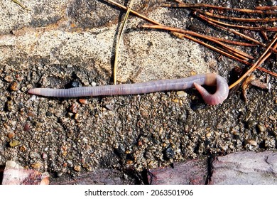 Long Earthworm Crawling In The Muddy Ground In The Garden After The Rain. Animals In The Wild