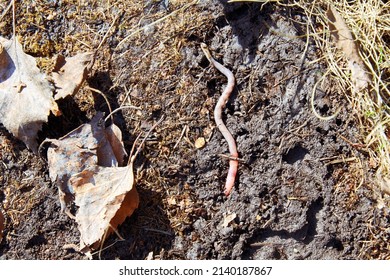 A Long Earthworm Crawls On Damp Ground After Winter. Wild Animals In The Garden