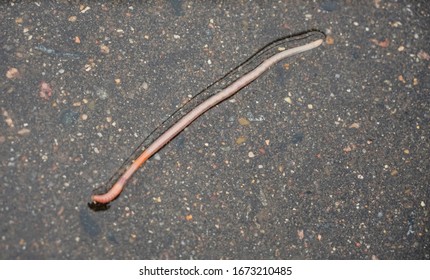 Long Earthworm Lies In A Rain Puddle. Top View.