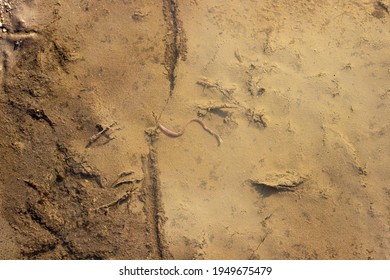 Long Earthworm Lies In A Rain Puddle Top View.